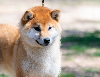 Étalon Shiba - Vakari du Bois de Compiègne