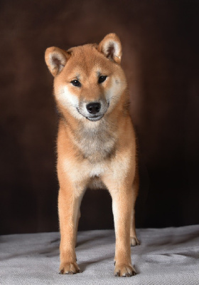 Étalon Shiba - Umeko De La Vallée Ai Shiteru
