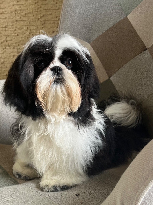 Étalon Shih Tzu - Usual suspect de l eternel mitness