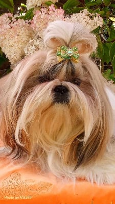 Étalon Shih Tzu - Udaipur la sultane de saba du temple des Mandarins