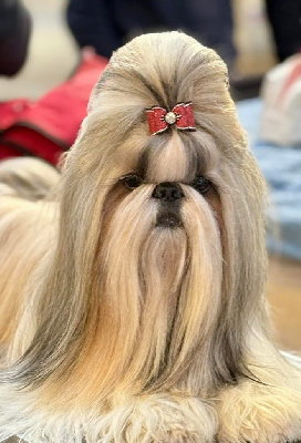 Étalon Shih Tzu - CH. Tommyknockers de Fu Xing