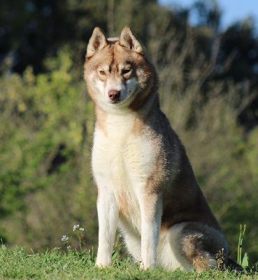 Étalon Siberian Husky - Op nico robin of athe's kennel