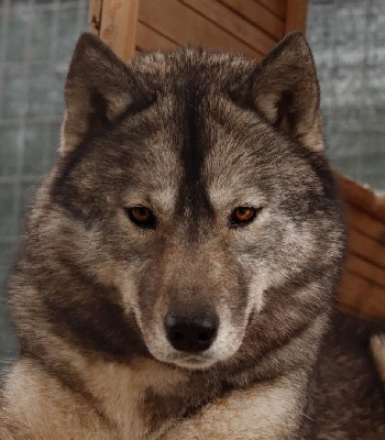 Étalon Siberian Husky - snow image Bomboleo dit katyusha