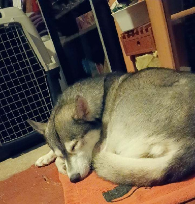 Étalon Siberian Husky - Shiva de L'Igloo des Sables