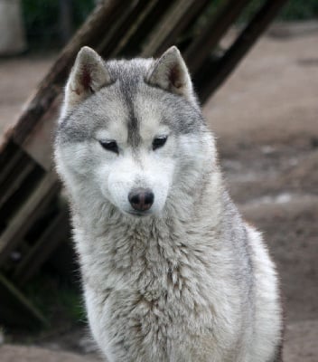 Étalon Siberian Husky - Uncommun opportunity *ukti* Of Legendary's Reborn