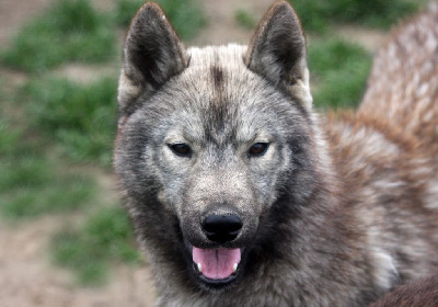 Étalon Siberian Husky - Vibrant colors paint a world vizeria Of Legendary's Reborn