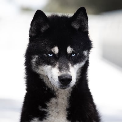 Étalon Siberian Husky - Tzar (Sans Affixe)