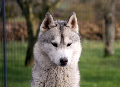 Étalon Siberian Husky - Unstopable succes 4 jealousy *unys* Of Legendary's Reborn