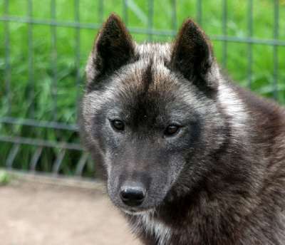 Étalon Siberian Husky - Victoria's secret sweetheart victoria Of Legendary's Reborn