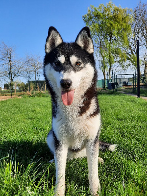 Étalon Siberian Husky - Arkouna Dream's Unity chear