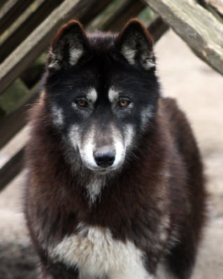 Étalon Siberian Husky - Vulgar and indecent eclipse vitani Of Legendary's Reborn