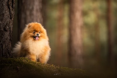 Étalon Spitz allemand - CH. One Pom A Time Tia
