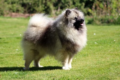 Étalon Spitz allemand - Uruguay Of Sweet Fluffy Tails