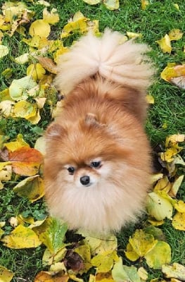 Étalon Spitz allemand - Sweet darling Du Diamant D’Or