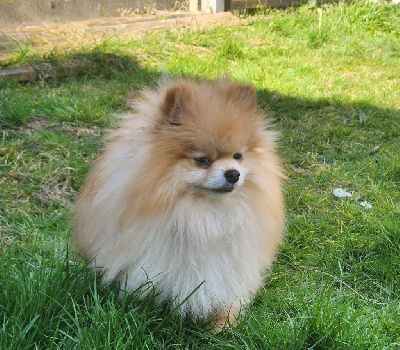 Étalon Spitz allemand - CH. Jardin de la Petite Etoile Aizens stand by me