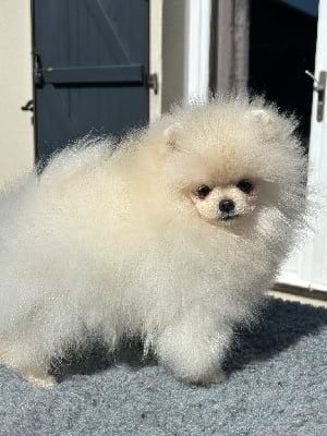 Étalon Spitz allemand - Venicia De sand-pam