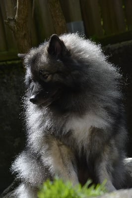 Étalon Spitz allemand - Toupie Des Spitzsous De Chato