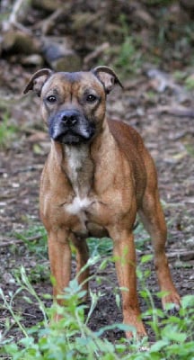 Étalon Staffordshire Bull Terrier - Oogie Boogie Tara