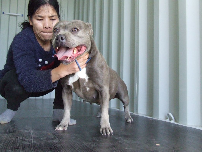 Étalon Staffordshire Bull Terrier - Woody's Original Odessa