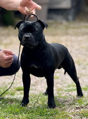 Étalon Staffordshire Bull Terrier - Waywardstaff Volens nolens