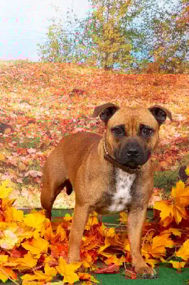 Étalon Staffordshire Bull Terrier - Unakite Des Red Dog Staffie Sweet