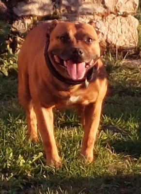 Étalon Staffordshire Bull Terrier - Nell (Sans Affixe)