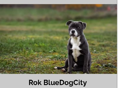 Étalon Staffordshire Bull Terrier - Rok Bluedogcity