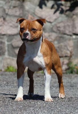 Étalon Staffordshire Bull Terrier - Unstoppable Of Heart's Ghosts