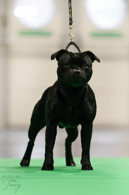 Étalon Staffordshire Bull Terrier - CH. Skillstaff Tally's man