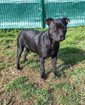 Étalon Staffordshire Bull Terrier - Vita De La Ronce Des Hautures