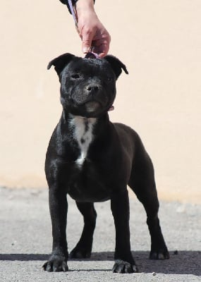 Étalon Staffordshire Bull Terrier - Velvet black beauty Sweet Dream Stafford