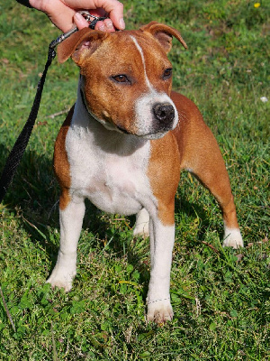 Étalon Staffordshire Bull Terrier - Valkyrie Du Royaume D'Alyah
