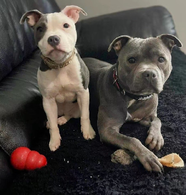 Étalon Staffordshire Bull Terrier - Seika blue (Sans Affixe)