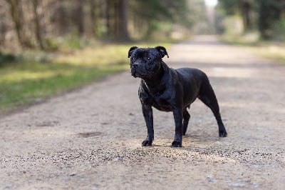 Étalon Staffordshire Bull Terrier - Taïa des Espoirs de Wallieux
