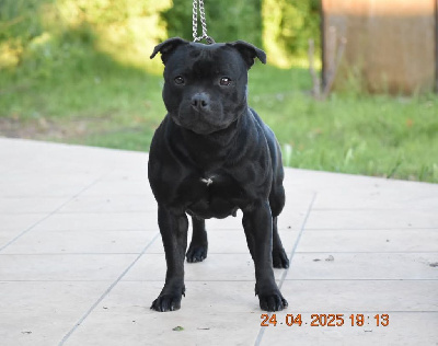 Étalon Staffordshire Bull Terrier - Tallinn cries for ukraine De La Ronce Des Hautures