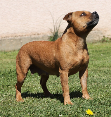 Étalon Staffordshire Bull Terrier - Shiva (salsa) La crique du flojule