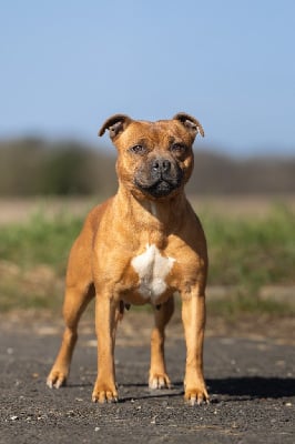 Étalon Staffordshire Bull Terrier - Pome's World Shaka pink