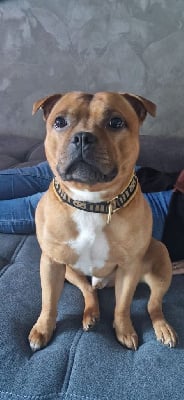Étalon Staffordshire Bull Terrier - Thanos the immortal du clan ' Molotov