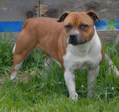 Étalon Staffordshire Bull Terrier - Ultimate love De Rockstar Dog