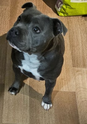 image de Alaska at domaine des alunts kennel