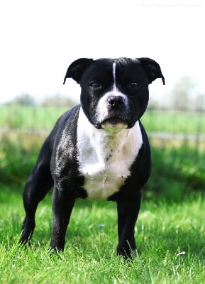 Étalon Staffordshire Bull Terrier - Silver Cross Mad max furiosa