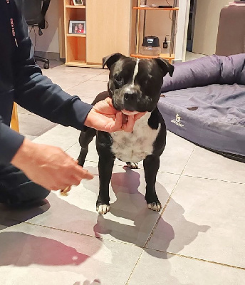 Étalon Staffordshire Bull Terrier - Uppercut ko du clan ' Molotov