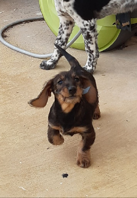 Étalon Teckel poil dur - Rita Des Bauges De La Vallière