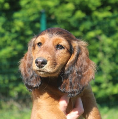 Étalon Teckel poil long - Albert Des coeurs d'alène