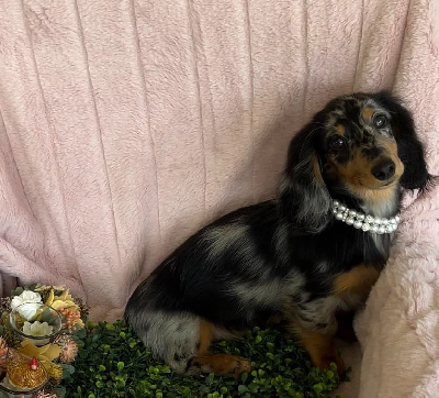 Étalon Teckel poil long - Uly Des coeurs d'alène