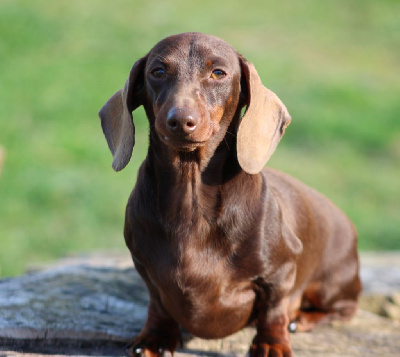 Étalon Teckel poil ras - Vole petite plume de l'air salin
