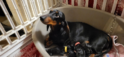 Étalon Teckel poil ras - Truffe noire des amours du Charmaix