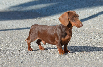 Étalon Teckel poil ras - Kasper izumrudnaya skazka