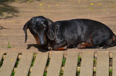 Étalon Teckel poil ras - Tempête de la Garenne en Hurepoix