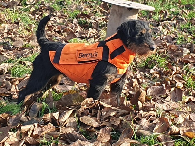 Étalon Terrier de chasse allemand - Savane Des Petites Voix Vaillantes